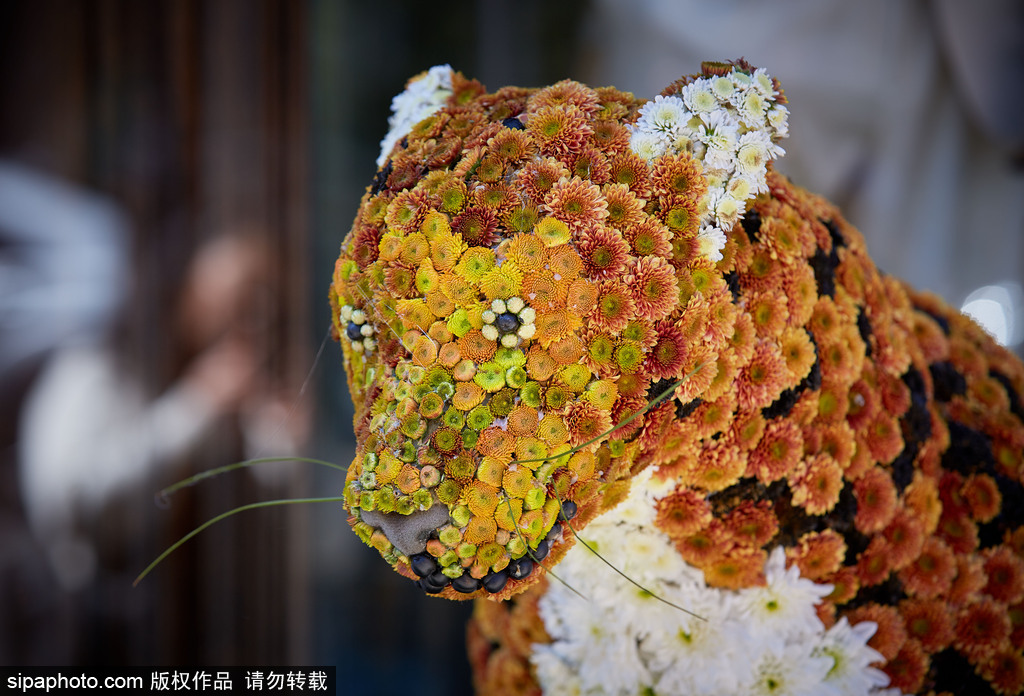 花艺界奥斯卡——切尔西花展举行 各式花朵美翻