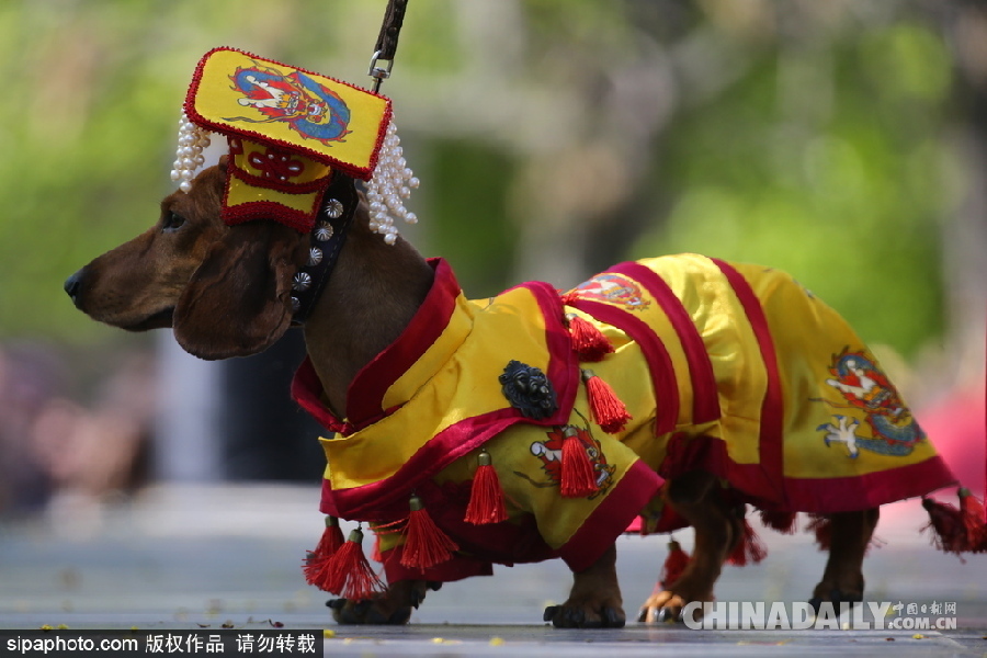 俄罗斯举行腊肠犬游行活动 可爱狗狗上演“时装秀”