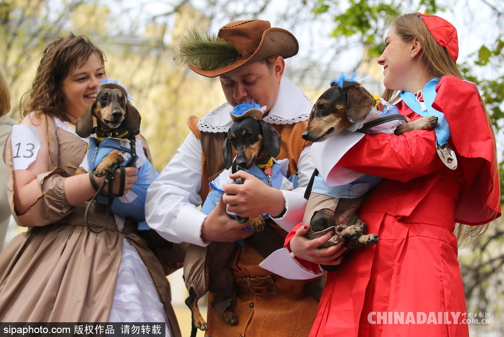 俄罗斯举行腊肠犬游行活动 可爱狗狗上演“时装秀”