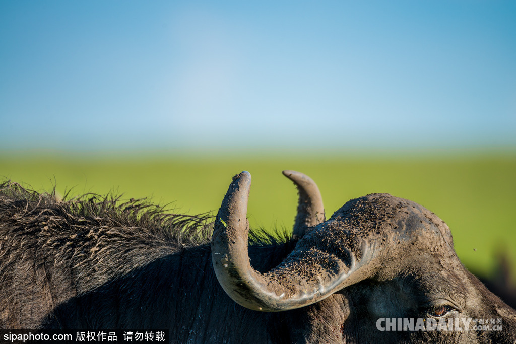 唯美如高清壁纸 摄影师实拍世界各地野生动物