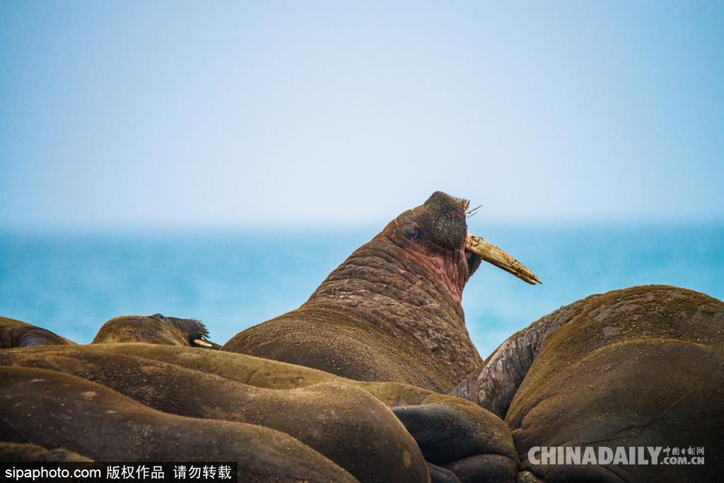 唯美如高清壁纸 摄影师实拍世界各地野生动物