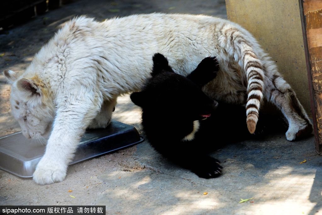 山东青岛：罕见熊虎和平共处 小白虎对准镜头做表情包