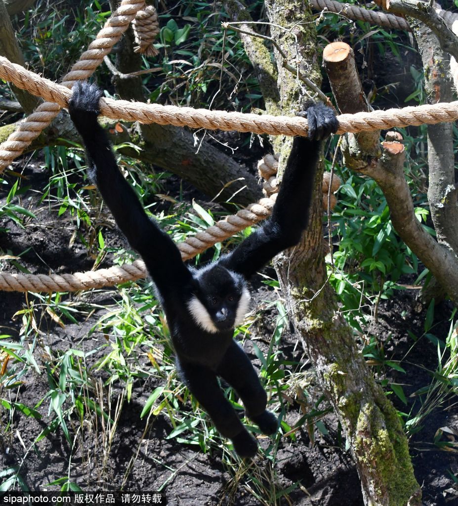 英国伦敦动物园长臂猿 “飞檐走壁”身手敏捷