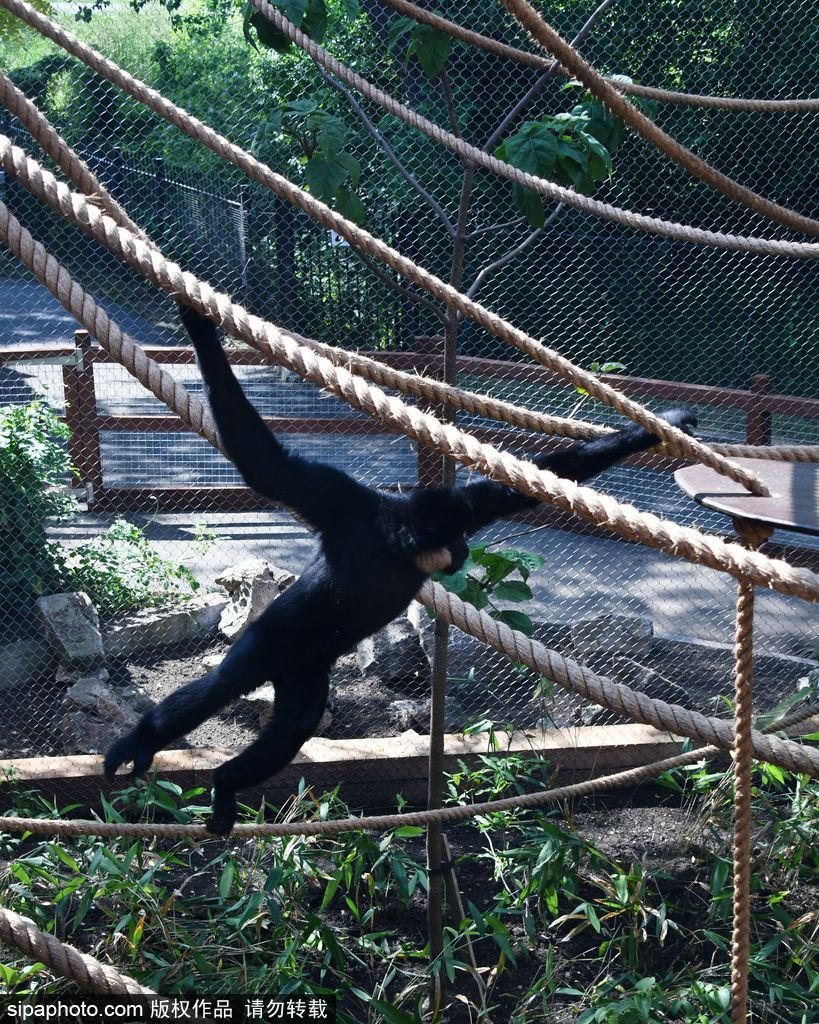 英国伦敦动物园长臂猿 “飞檐走壁”身手敏捷