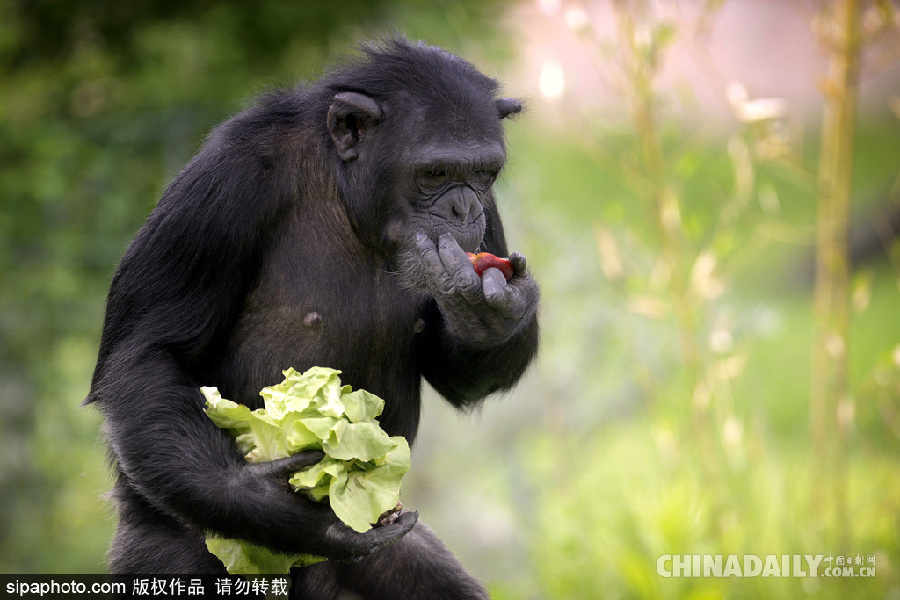 能耐了！捷克动物园黑猩猩直立行走采摘食物有模有样