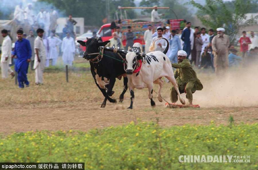 巴基斯坦举行耕牛犁地大赛 场面激烈
