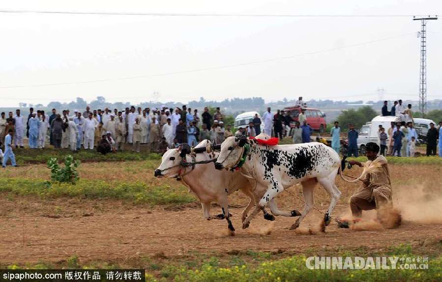 巴基斯坦举行耕牛犁地大赛 场面激烈