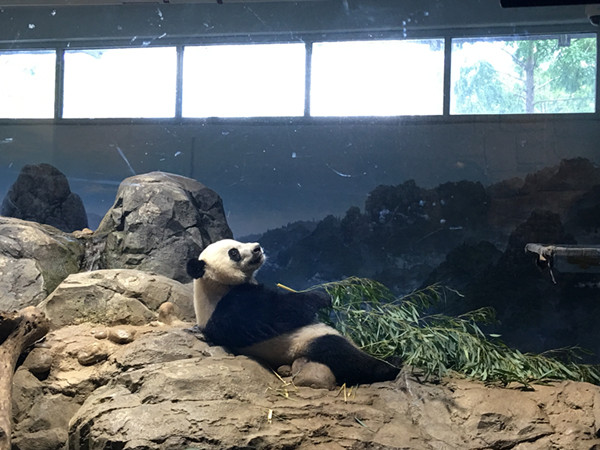 华盛顿国家动物园：旅美大熊猫过得很好