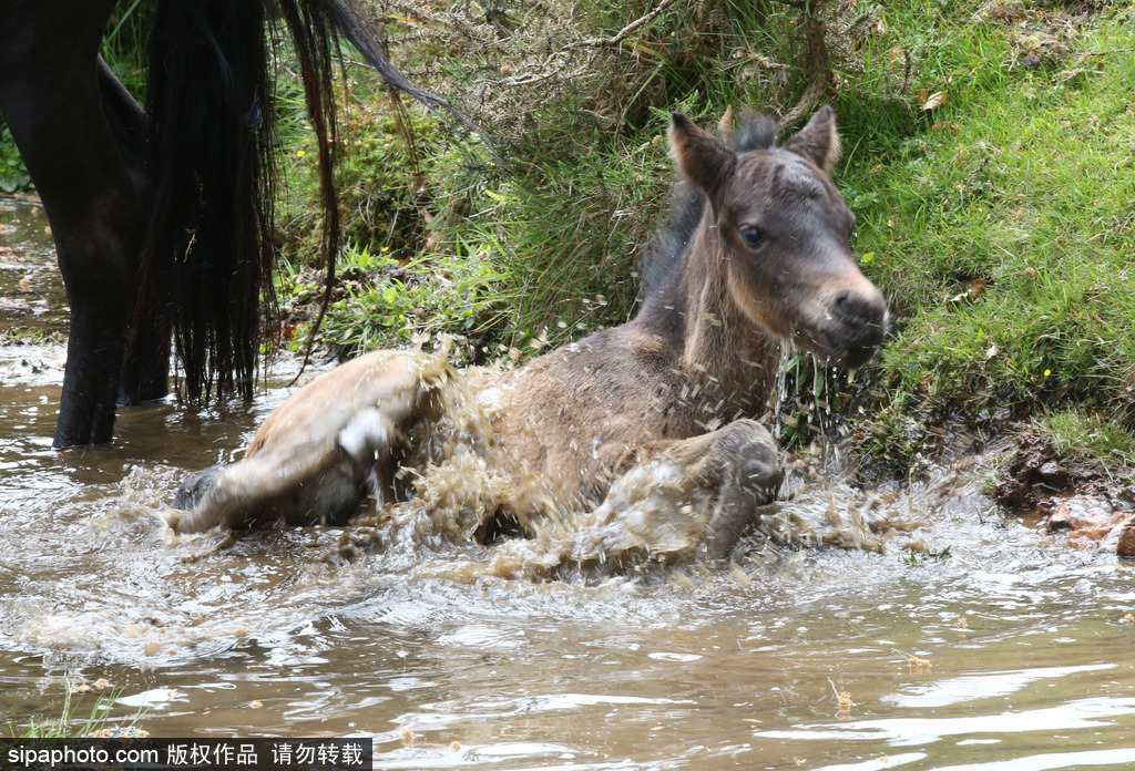 英国：刚出生小马驹高温难耐 河中打滚降温乐坏了
