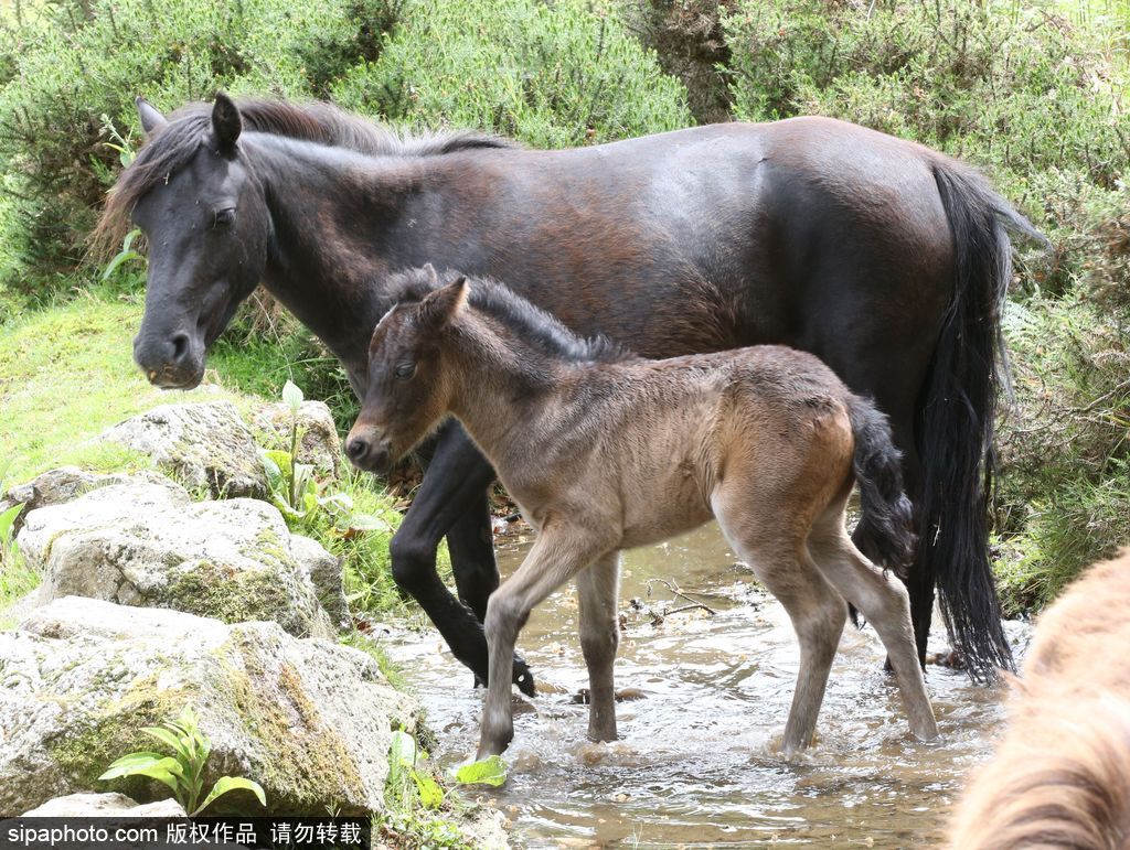 英国：刚出生小马驹高温难耐 河中打滚降温乐坏了
