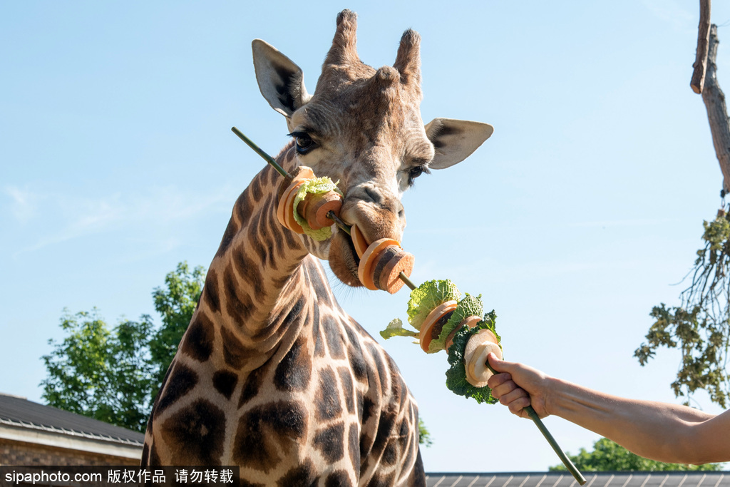 伦敦动物园长颈鹿吃巨型蔬菜串 可爱呆萌