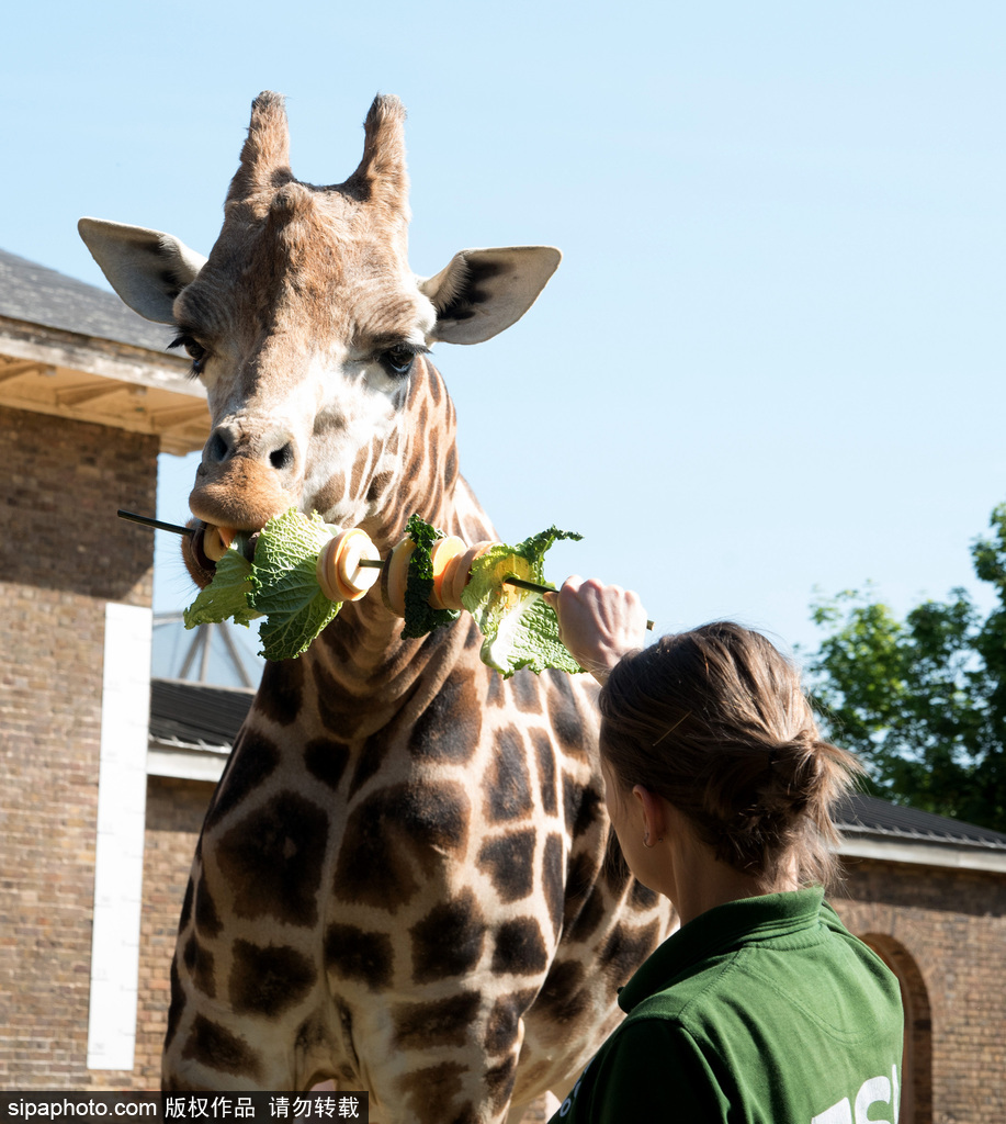 伦敦动物园长颈鹿吃巨型蔬菜串 可爱呆萌