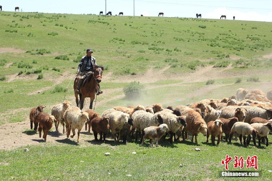 实拍伊犁牧民夏季转场“大迁徙”