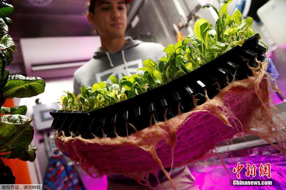 纽约科技范集装箱农场 通过光控种植蔬菜