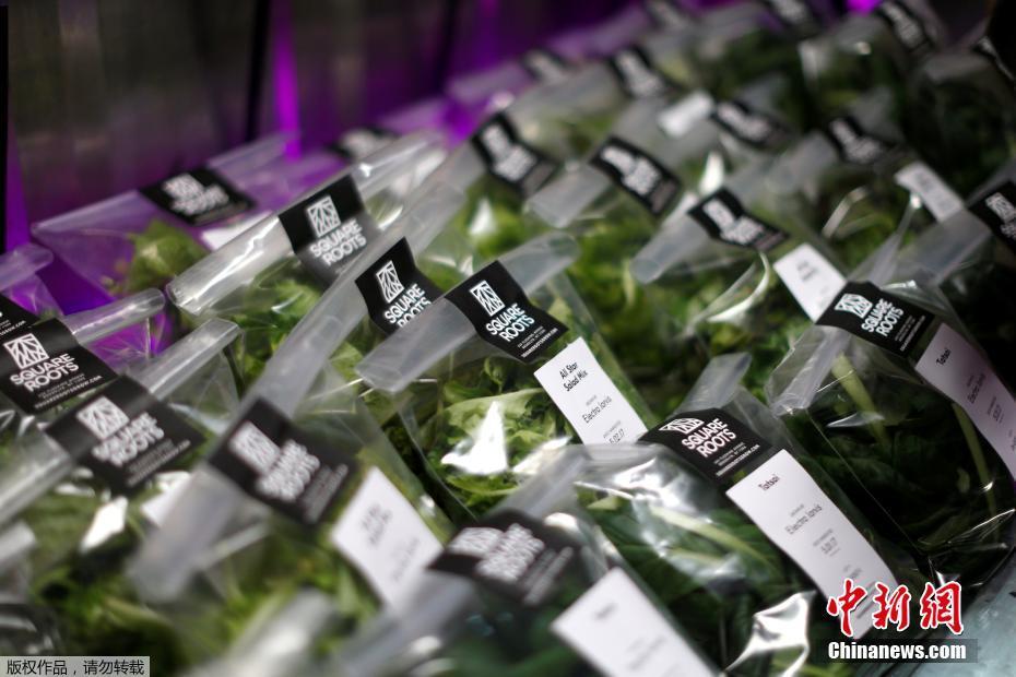 纽约科技范集装箱农场 通过光控种植蔬菜