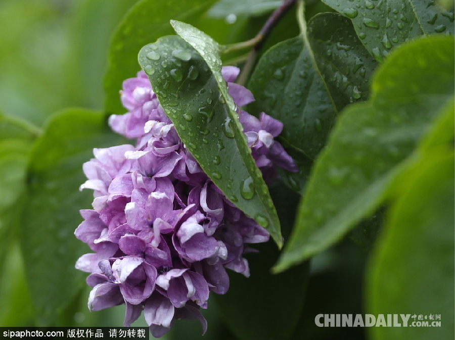 俄罗斯莫斯科街头丁香花盛开 清新淡雅