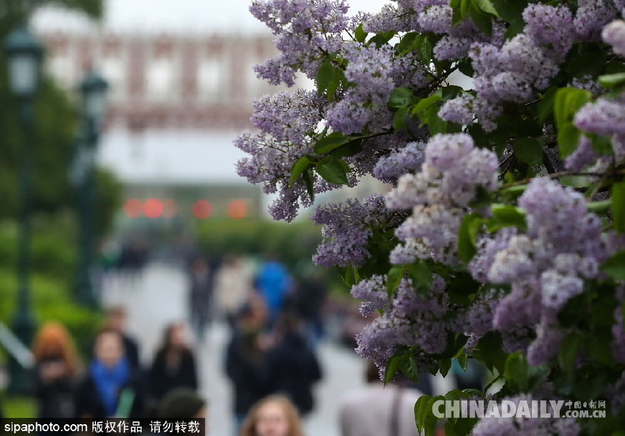 俄罗斯莫斯科街头丁香花盛开 清新淡雅