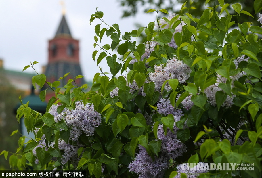 俄罗斯莫斯科街头丁香花盛开 清新淡雅