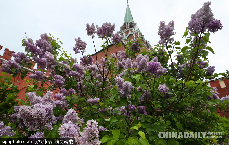 俄罗斯莫斯科街头丁香花盛开 清新淡雅