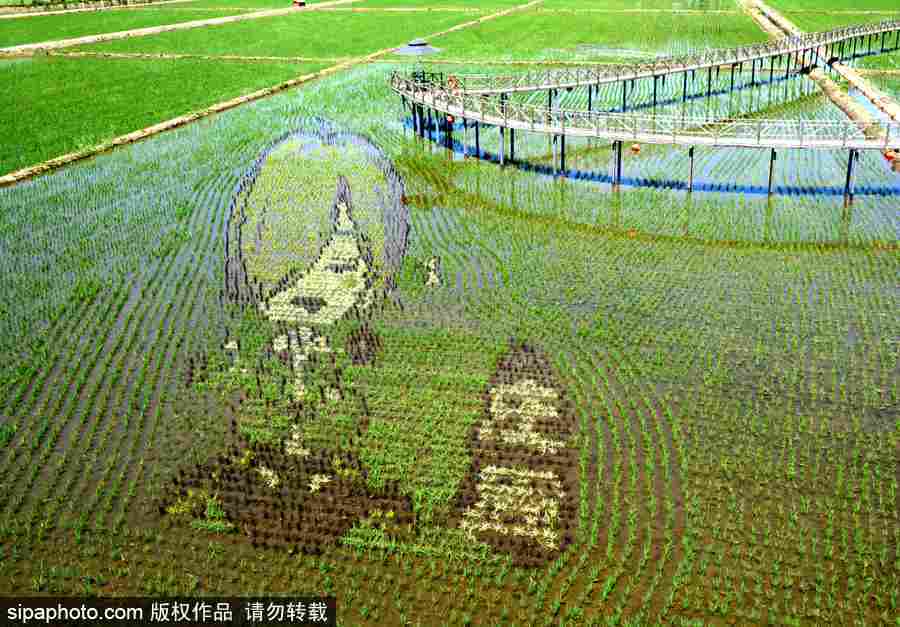 沈阳巨幅3D稻田画进入观赏期 “龙图腾”“天女散花”震撼亮相