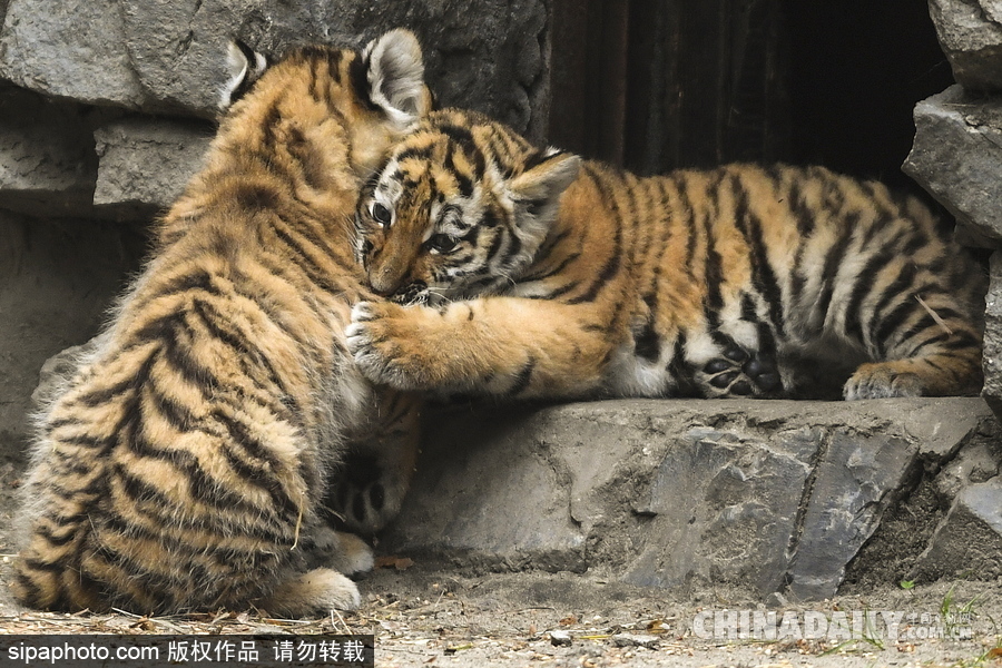 俄罗斯动物园里的西伯利亚虎幼崽 小家伙虎头虎脑超呆萌
