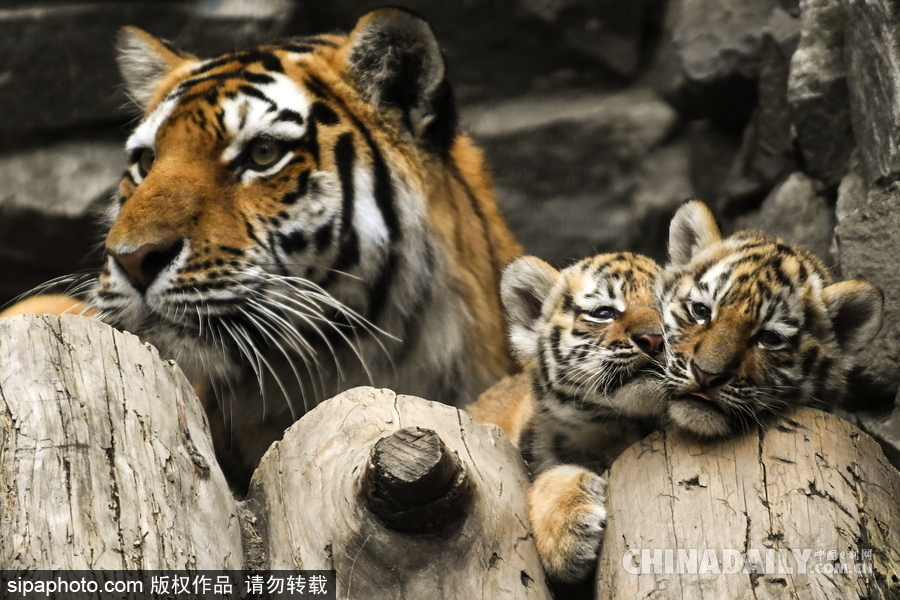俄罗斯动物园里的西伯利亚虎幼崽 小家伙虎头虎脑超呆萌