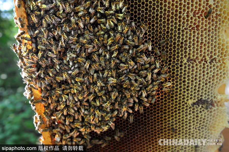 深山里的原生态蜂蜜 探访白俄罗斯养蜂农场