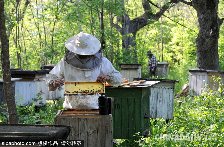 深山里的原生态蜂蜜 探访白俄罗斯养蜂农场