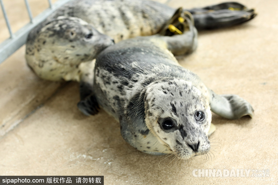 楚楚可怜小眼神 德国海豹“孤儿”将被放归海洋