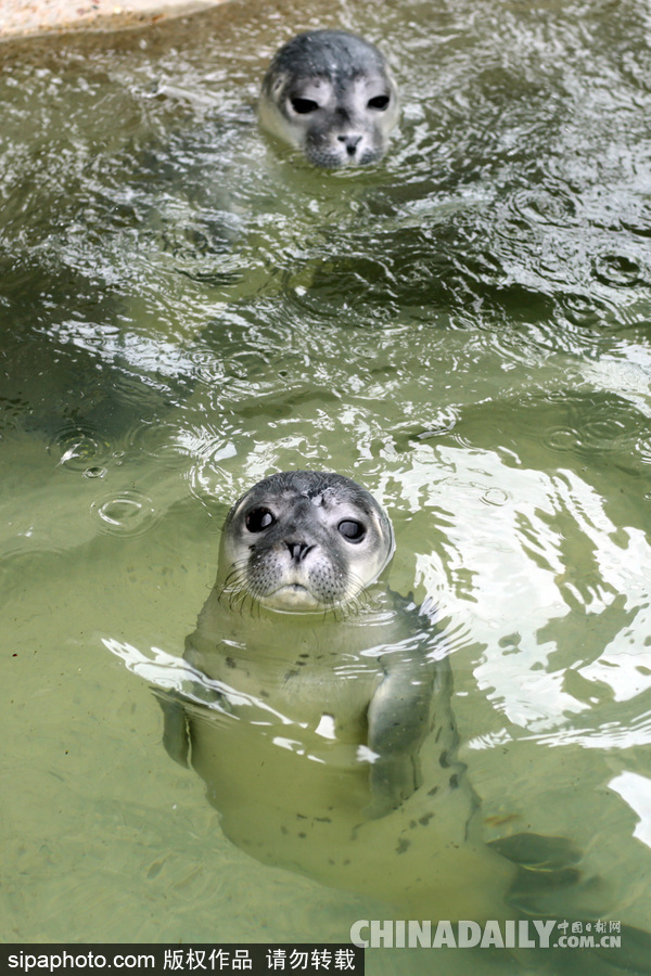楚楚可怜小眼神 德国海豹“孤儿”将被放归海洋
