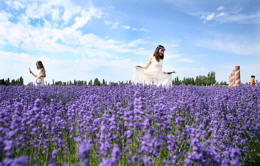 美爆了！新疆伊犁万亩薰衣草绽放成紫色花海