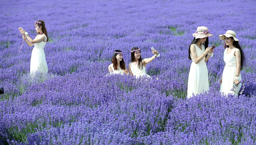 美爆了！新疆伊犁万亩薰衣草绽放成紫色花海