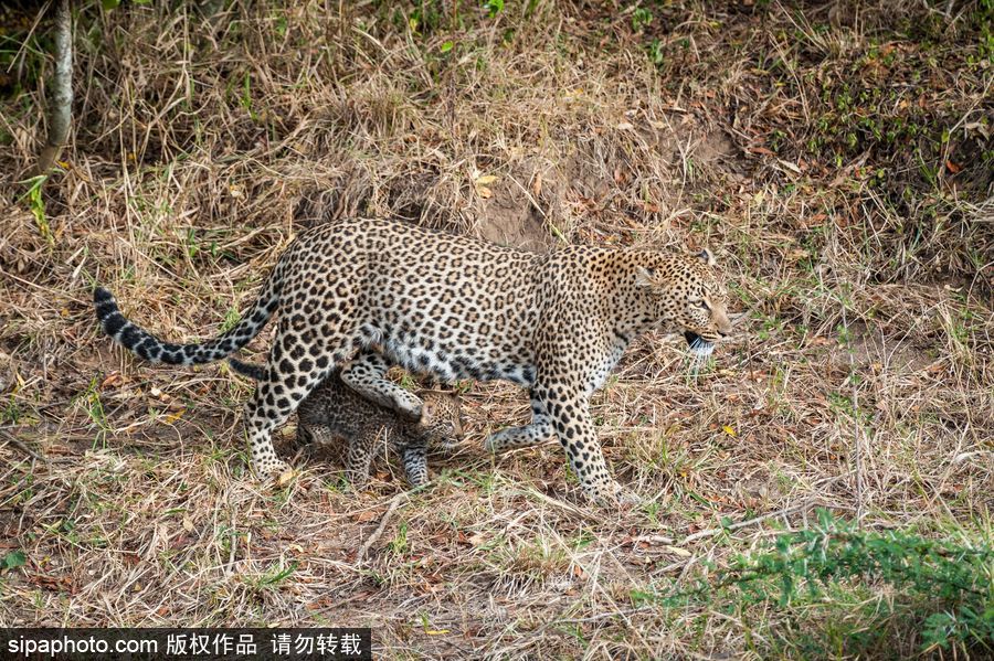 肯尼亚：小豹子与妈妈外出散步呆萌可爱