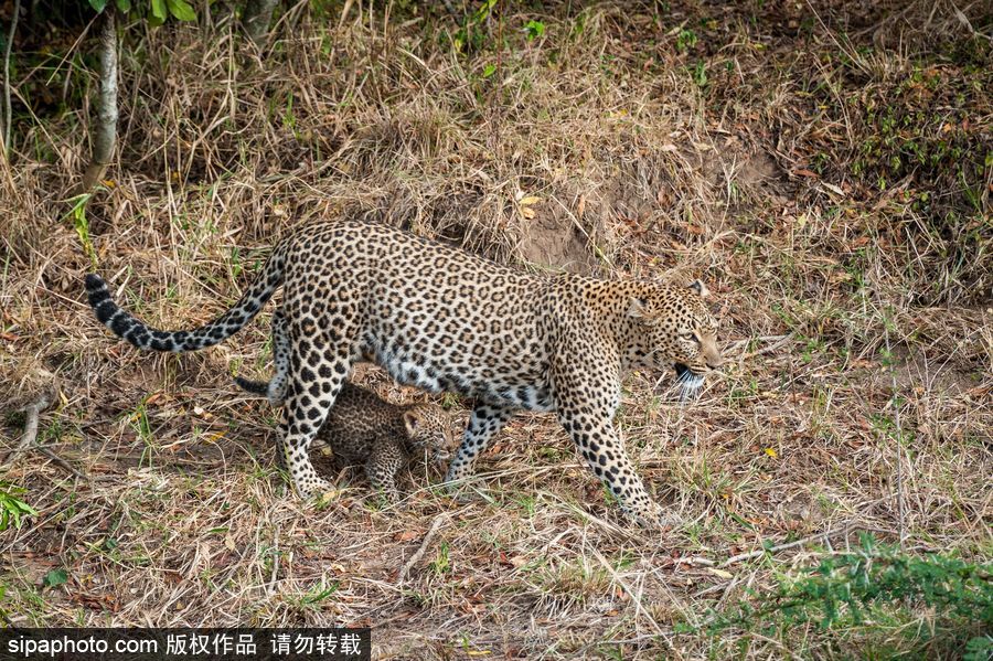 肯尼亚：小豹子与妈妈外出散步呆萌可爱