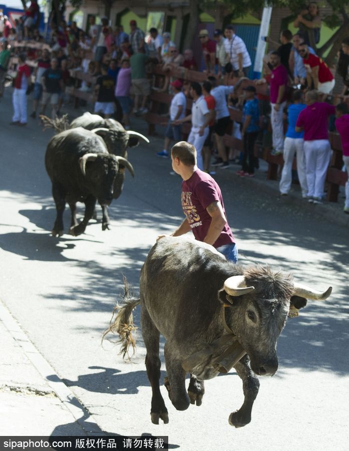 西班牙托雷洪市举行奔牛节活动 众壮汉遭公牛追逐落荒而逃