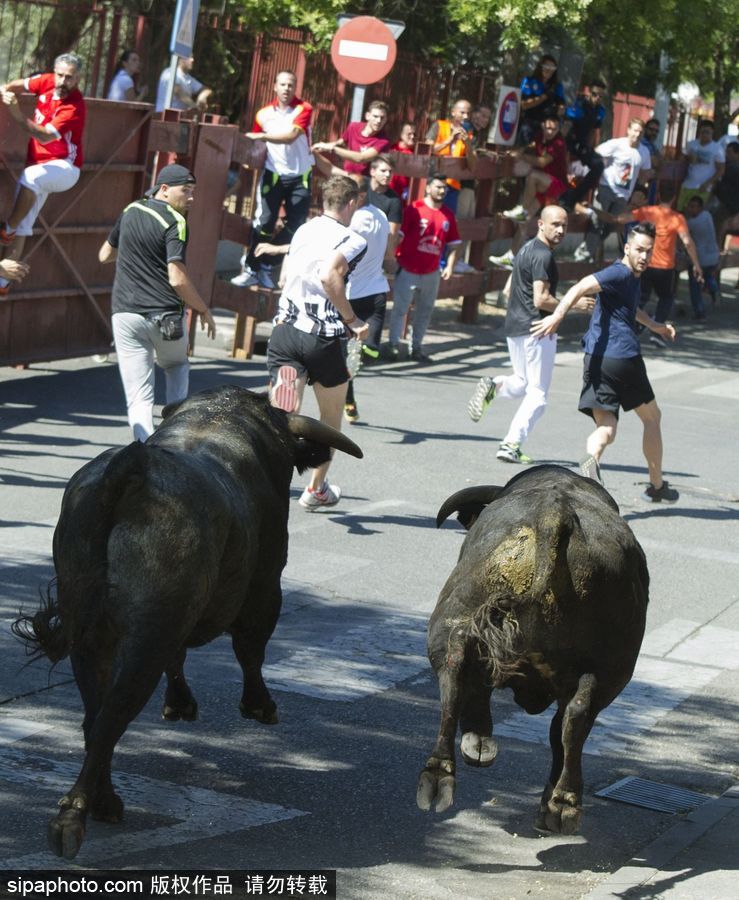 西班牙托雷洪市举行奔牛节活动 众壮汉遭公牛追逐落荒而逃