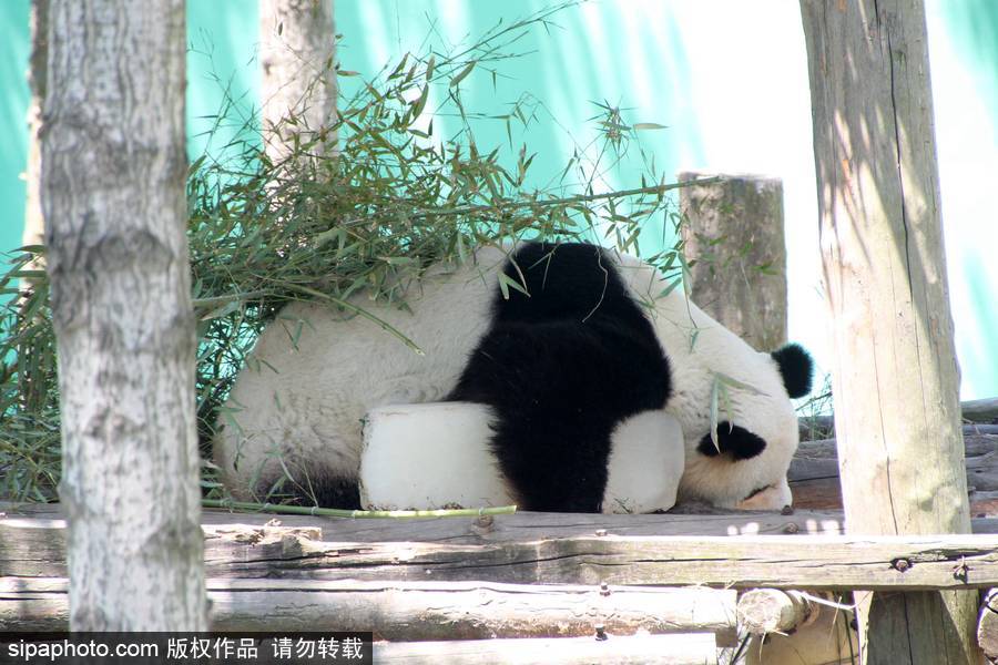 山东荣成：炎热难耐 萌哒哒大熊猫抱着冰块午休