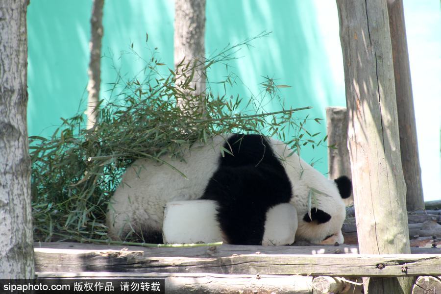 山东荣成：炎热难耐 萌哒哒大熊猫抱着冰块午休