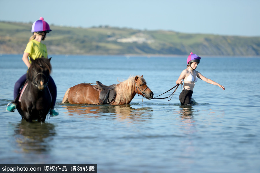 高温来袭动物也怕三伏天 骑手牵马儿海中行走惬意十足