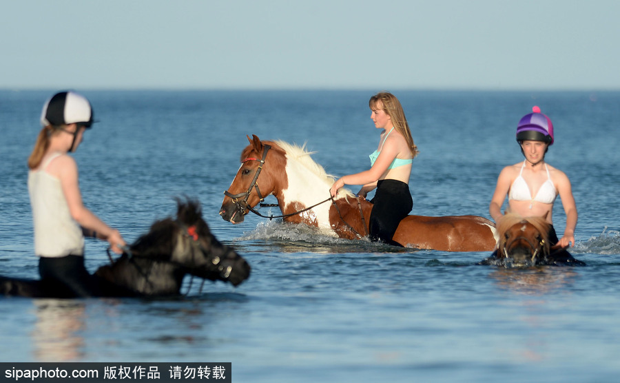 高温来袭动物也怕三伏天 骑手牵马儿海中行走惬意十足
