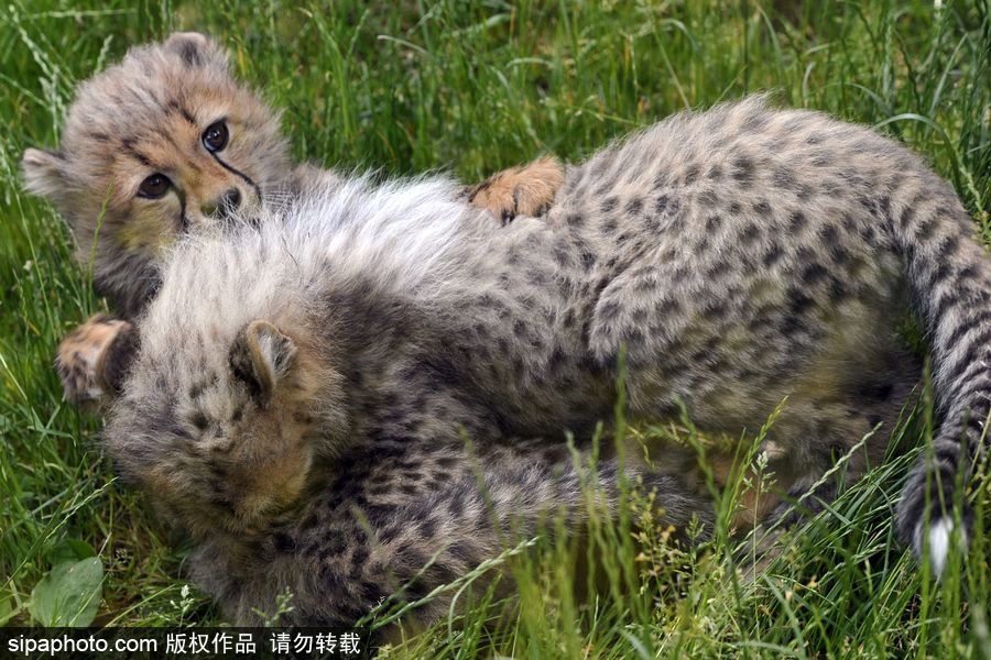 捷克动物园内小猎豹首次随妈妈外出 软萌可爱