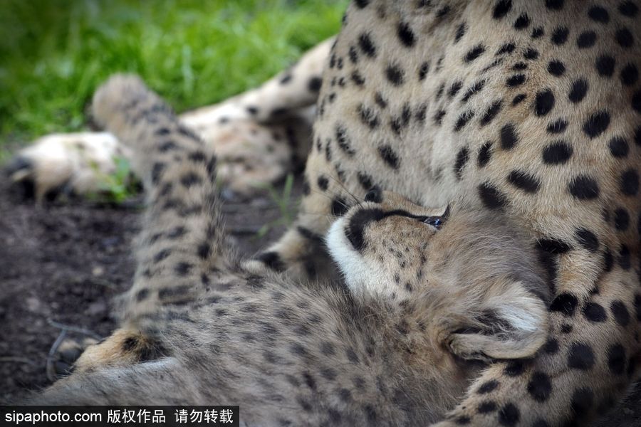 捷克动物园内小猎豹首次随妈妈外出 软萌可爱