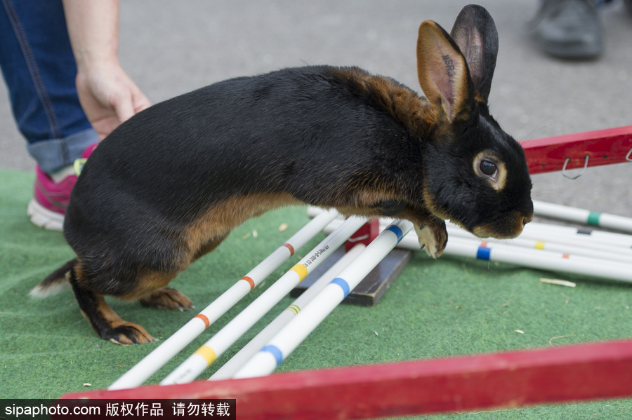 萌杀你的兔子！看德国“Kaninhop兔子障碍赛”上的运动健儿们