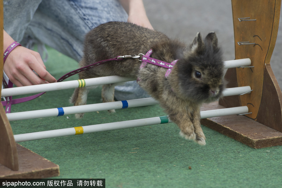 萌杀你的兔子！看德国“Kaninhop兔子障碍赛”上的运动健儿们