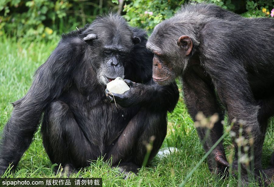 英国高温 黑猩猩享用冰块食物逗趣十足