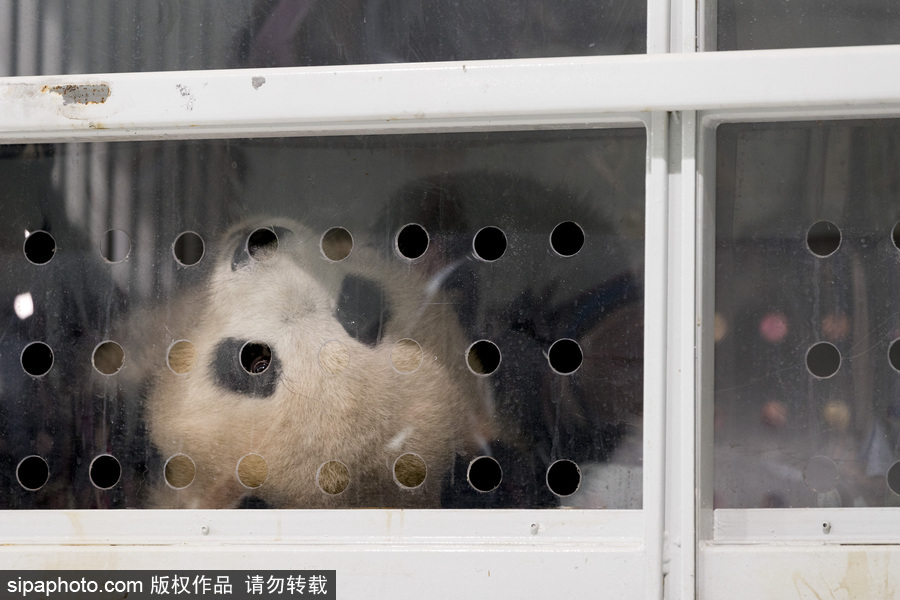 中国大熊猫“梦梦”“娇庆”抵达德国柏林 时隔五年德民众再迎大熊猫
