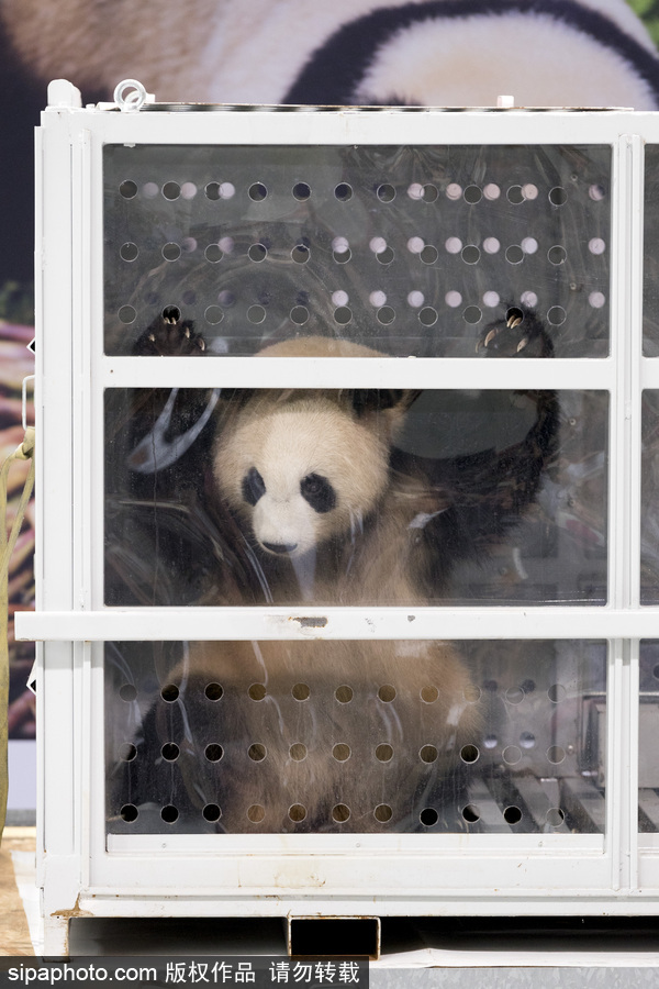 中国大熊猫“梦梦”“娇庆”抵达德国柏林 时隔五年德民众再迎大熊猫