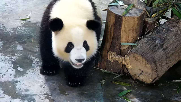 熊猫“萌兰”骨髓炎康复