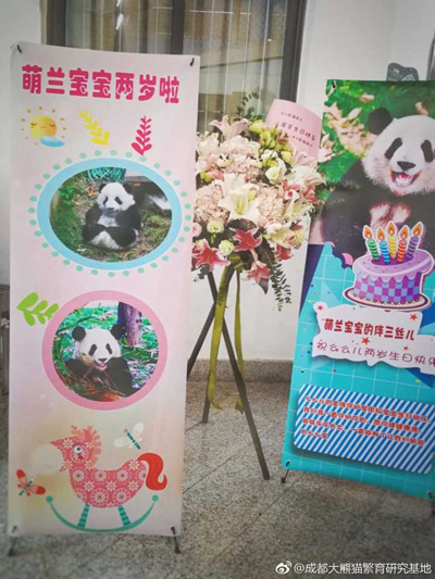熊猫“萌兰”骨髓炎康复
