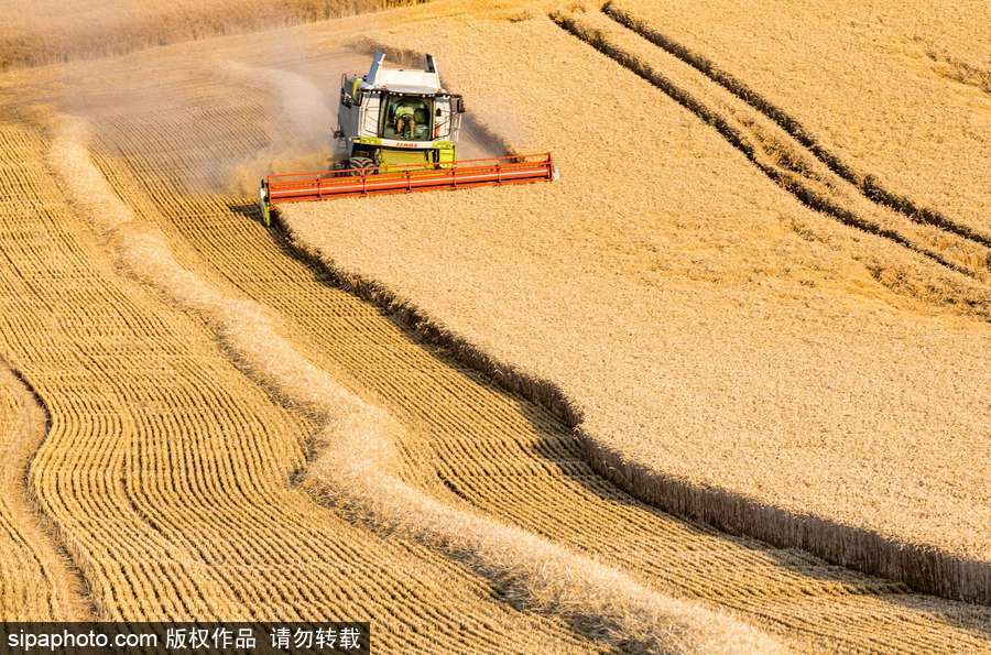 真正的金色麦浪 法国勃艮第小麦收获季